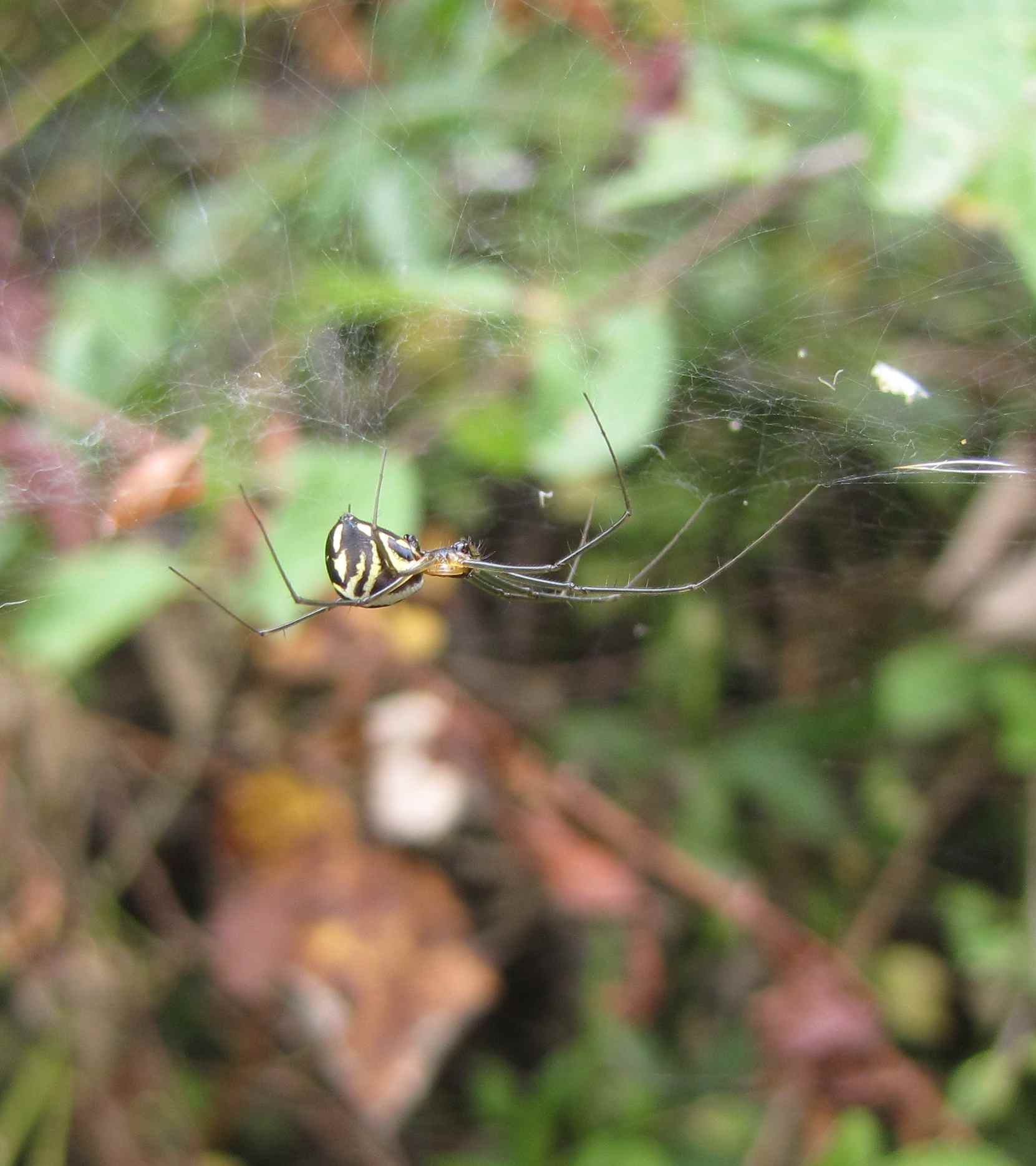 Neriene sp.